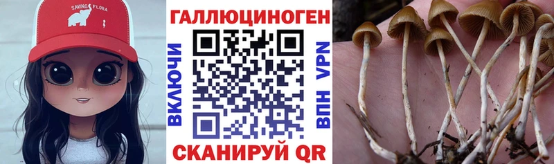Галлюциногенные грибы Psilocybe  это телеграм  Майкоп  купить наркотики сайты 